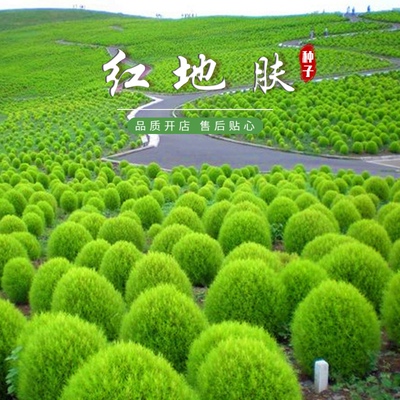 地肤扫帚苗景观庭院花卉种子