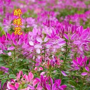 醉蝶花混色紫色粉色高杆花海花籽花种籽包邮四季易活庭院蜜源