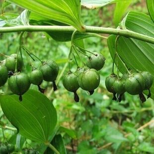 云南黄精种子老虎姜节节高不倒苗多花鸡头野生红花滇黄精玉竹种子