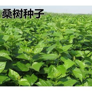 桑种 桑苗 养蚕桑种、杂交大叶桑种子、实生桑 桑树苗 桑树种子