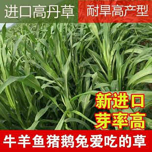 牧草苏丹草高丹草种子牛羊兔鹅养鱼专用草种饲料草籽进口四季牧草