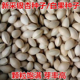 银杏树种子白果庭院园林绿化苗木行道树金叶银杏种籽南方北方种植