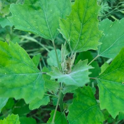 灰菜种子野菜灰灰菜籽阳台庭院盆栽地栽四季易活蔬菜灰灰菜种子苗