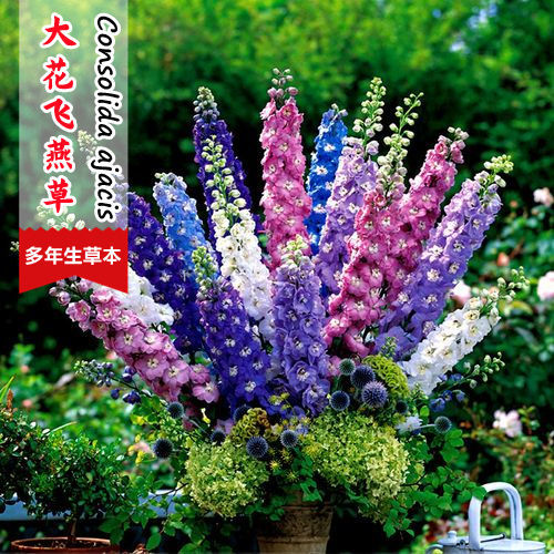 大花飞燕草种子四季可播种庭院宿根耐寒花卉花种籽多年生室外绿化