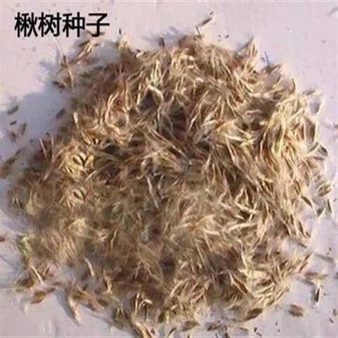 新采楸树种子 秋树种子梓桐种子 金丝楸种子水桐种 梓树种子