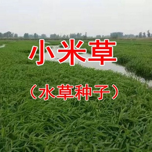小米草种子高产水草耐水淹耐旱雀叶稗湖南稷子养殖鱼虾蟹牧草种籽