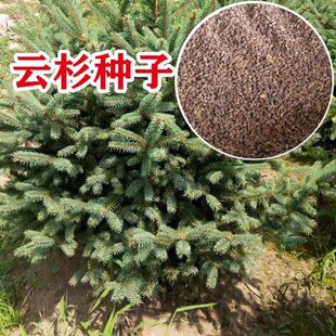 云杉种子 林木种子 新采云杉树种子 茂县云杉杉树种子 杉木种子