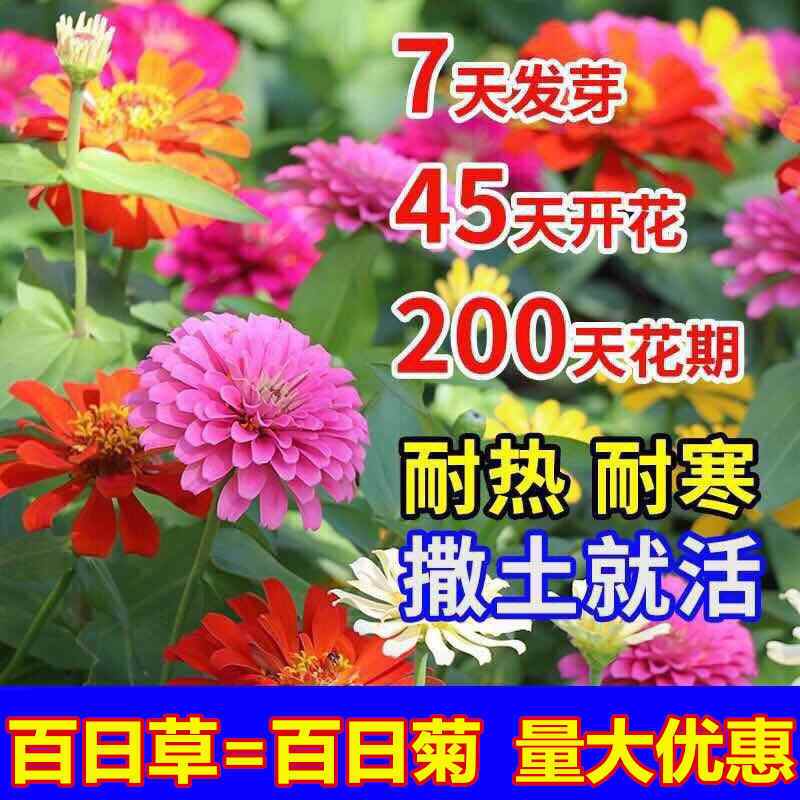 百日草花种子四季易活开花不断播种花草太阳百日菊花卉种子花重瓣 鲜花速递/花卉仿真/绿植园艺 家庭园艺种子 原图主图