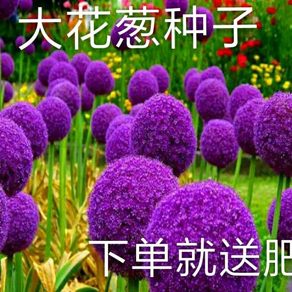 大花葱种子包邮四季开花易种植花卉绿植庭院盆栽花园花海植物花籽