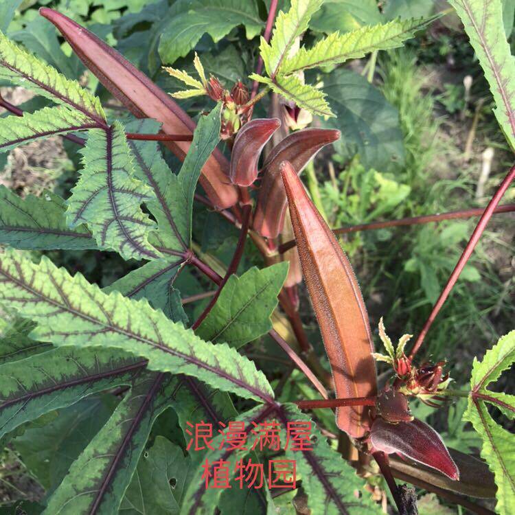 春播蔬菜种子红黄秋葵种子果蔬四季阳台庭院田园盆栽好种好吃