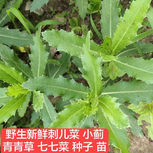 七七菜新鲜纯野生种子带刺菜带根带叶小蓟草中药材四季盆栽种子苗