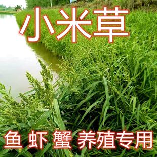 小米草种子鱼虾蟹养殖专用净化水质耐高温小米草养殖专用水草