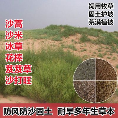 沙蒿沙米花棒冰草芨芨草沙打旺牧草种籽绿化防风防沙固土荒漠耐旱