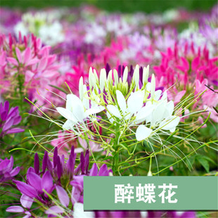醉蝶花种子蜜源花卉种子高杆混色紫色粉色花籽耐阴易活播种