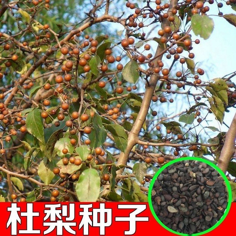 新采杜梨种子棠梨树种子嫁接梨树砧木海棠梨野梨子 林木种子 包邮