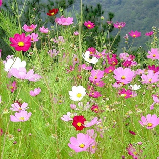 波斯菊种子格桑花草种子春秋播种野花组合高杆矮杆室内室外易成活