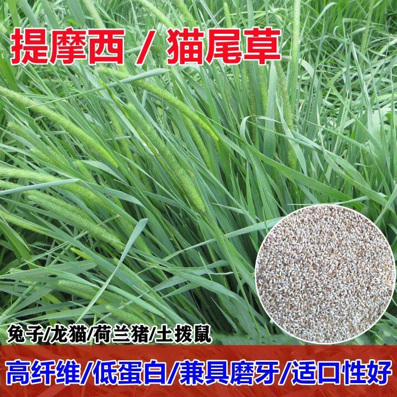 提摩西草种子猫尾草多年生牧草籽兔子豚鼠荷兰猪龙猫宠物饲料草籽,鲜花速递/花卉仿真/绿植园艺,家庭园艺种子,淘宝优惠券,粉丝福利购,淘宝优惠卷