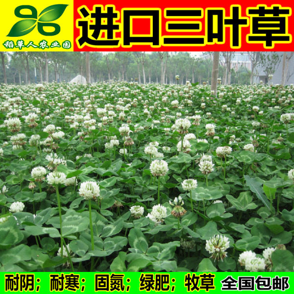 白三叶草种子 红三叶草种子 四季青多年生草坪果园绿肥花种籽包邮