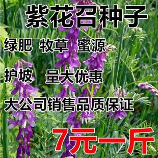 果园绿肥种子光叶紫花苕长柔毛野豌豆毛苕子养蜂蜜源植物牧草草籽
