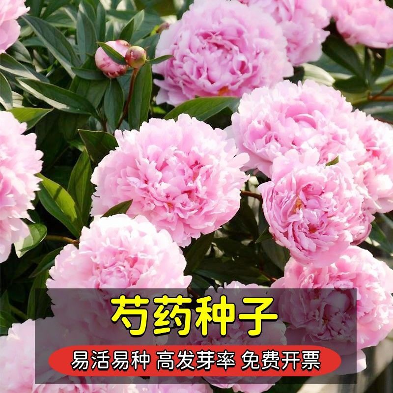 芍药花种子室内外盆栽花卉植物种子阳台庭院四季种植芍药花种籽子