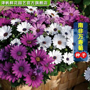 南非万寿菊种子常年生懒人养花四季耐热耐寒盆栽花卉室外庭院绿化