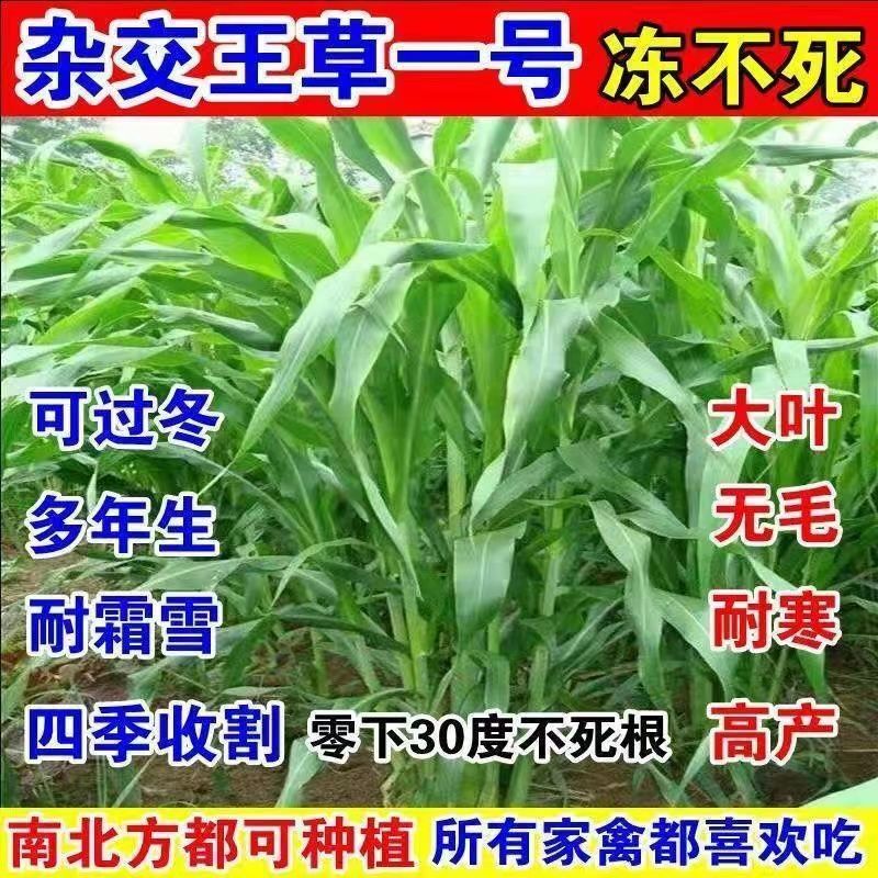 无毛甜象草3号墨西哥玉米草四季牧草种子南杂交王饲用甜高粱牛羊