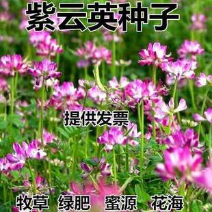 紫云英新种子绿肥种子红花草果园养蜂蜜源植物喂猪多年生牧草草种