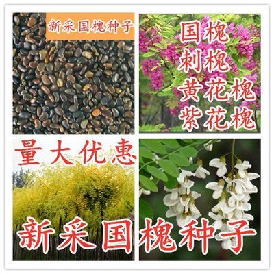 新采国槐种子速生国槐树种子黄花槐红花槐刺槐种子紫穗槐刺槐树籽