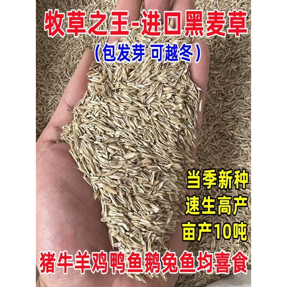 黑麦草种籽子种四季多年生耐寒牧草畜牧养殖草种鸡鸭牛羊鱼草