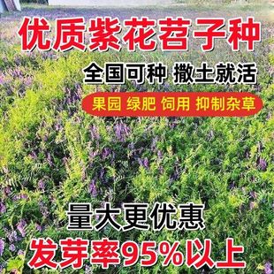 毛苕子种子果园绿肥种子养殖牧草蜜源毛叶紫花苕长柔毛野豌豆种籽