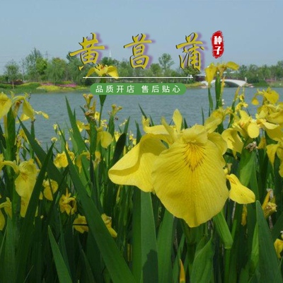 黄菖蒲种子黄花鸢尾水生净水植物湿地水池塘水草种子耐寒水烛花