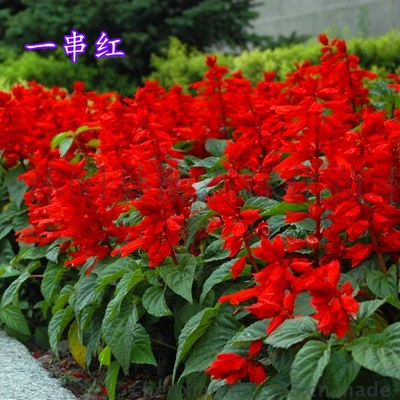 矮杆一串红种子盆栽一串红花草籽工程园林绿化草花种子