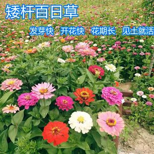 矮杆百日草室外花种子四季种易活开花不断花苗庭院花卉植物易种活