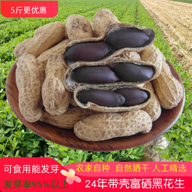 24年新货农家自种新生带壳大粒富硒黑花生可食用米煮粥豆浆