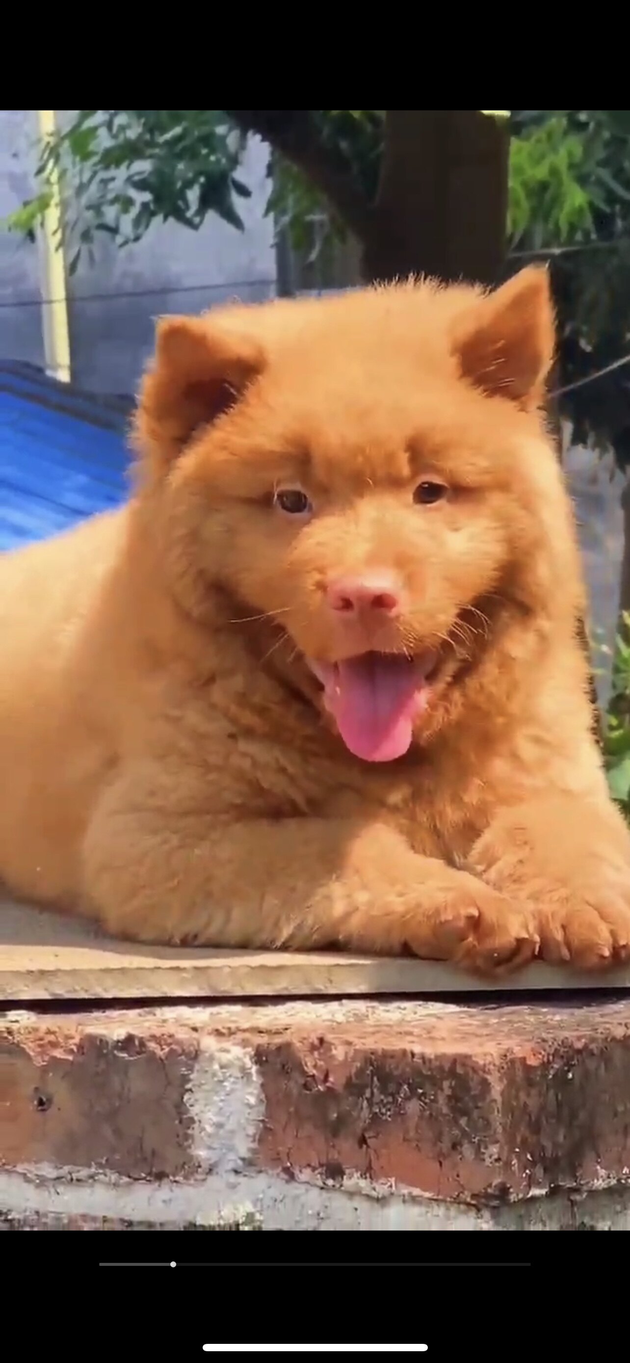 中华田园犬五红犬虎头猫耳胖嘟嘟