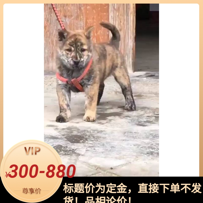 纯种中华田园犬广西土猎犬大头虎斑打猎犬活体幼犬
