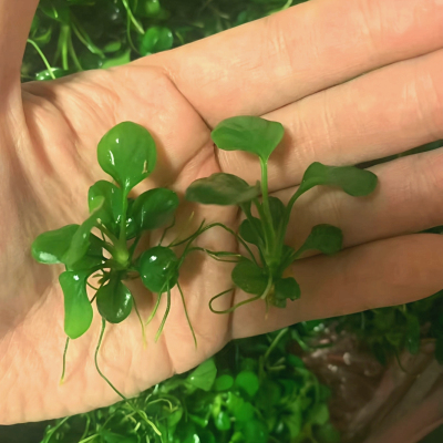 金钱榕水草迷你鱼缸水草植物
