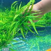 丹麦细叶铁皇冠水草水下叶新手懒人鱼缸草缸淡水造景阴性好养增氧