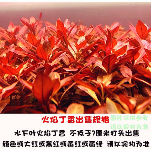 火焰丁香水草水下叶新手荷兰鱼缸造景景草缸淡水造景阳性好养增氧