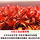 火焰丁香水草水下叶新手荷兰鱼缸造景景草缸淡水造景阳性好养增氧