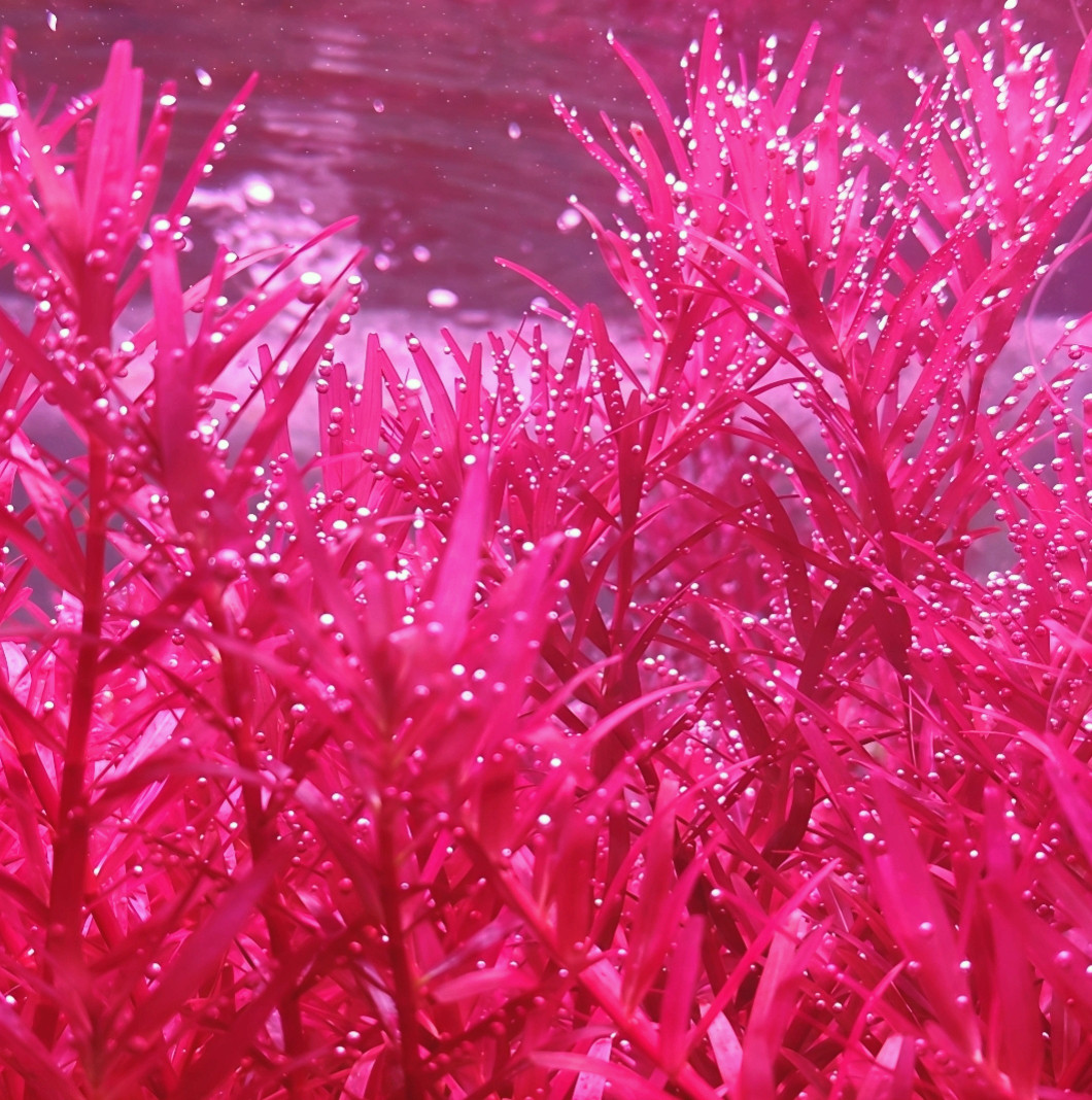 新加坡宫廷水草绿宫廷水下新手荷兰鱼缸造景草缸血宫阴性好养增氧