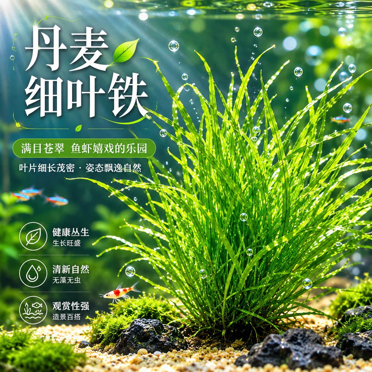 阴性丹麦细叶铁皇冠水草水下叶新水草
