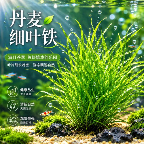 阴性丹麦细叶铁皇冠水草水下叶新手懒人鱼缸草缸淡水造景好养增氧
