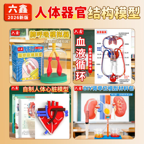 DIY四合一人体呼吸循环模型套装