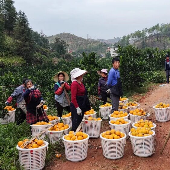 赣南脐橙赣南脐橙多汁