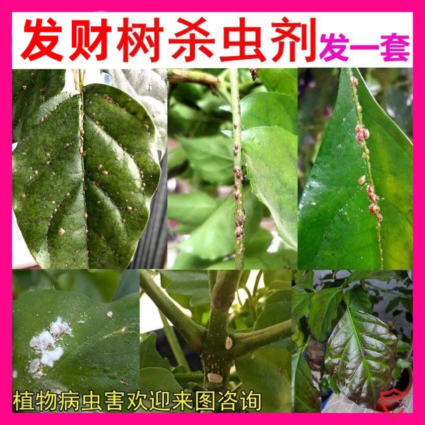 发财树幸福树平安树金钱富贵摇钱树鸭掌木盆栽驱虫打虫除杀虫剂药