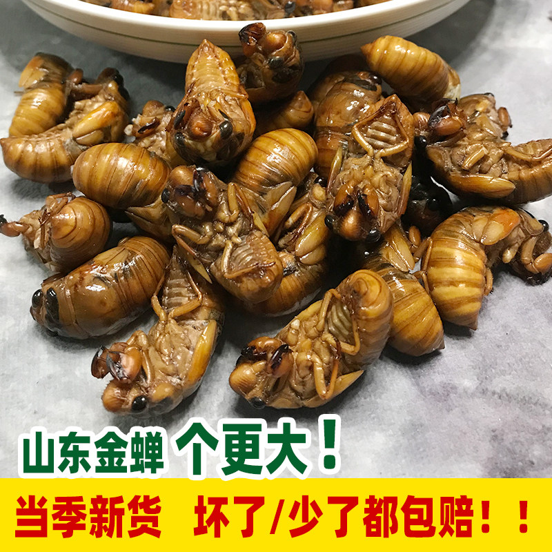 知了猴山东金蝉100只50只鲜活蝉蛹速冻爬叉包邮知了猴金蝉新鲜