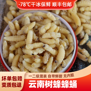 树蜂蜂蛹新鲜冷冻小蜂蛹马蜂蛹胡蜂黄蜂野生一级二级混合云南昆虫