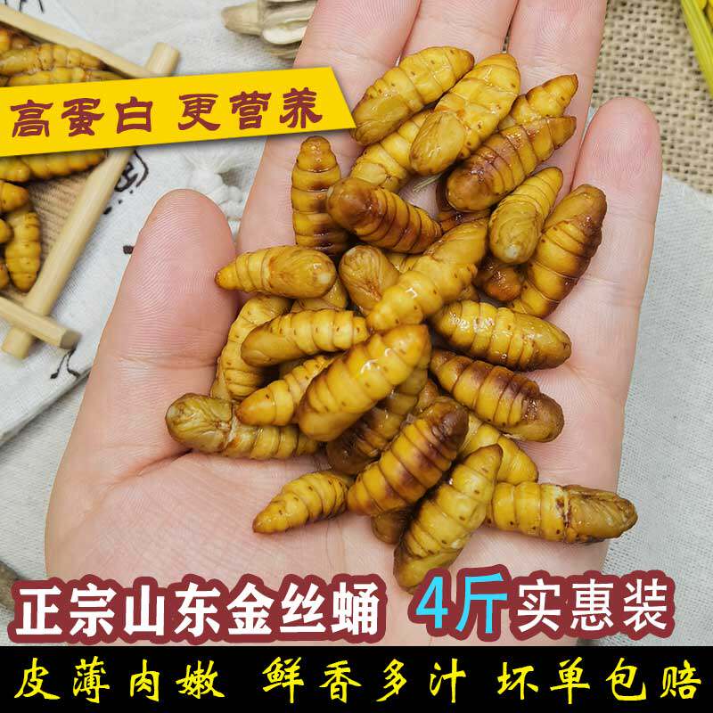 金丝蛹4斤2斤桑蚕蛹黄金蛹鲜活蝉蛹山东特产鲜活冷冻黄金蛹包邮