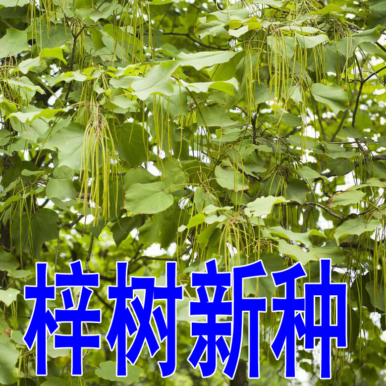 楸树种子梓树种子金丝楸种子臭梧桐种子黄花楸水桐楸河楸梓桐种子